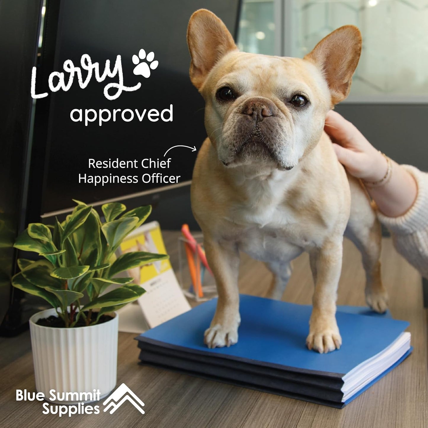 10 Blue Classification Folders with Dividers - Employee Personnel File Folders – 2'' Tyvek with Two Prong File Folders for Medical, Law Files - Pressboard Classification Folders 2 Dividers Letter Size